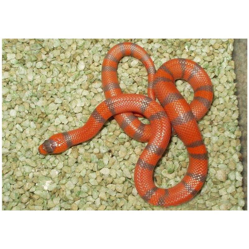 Sarpe de Lapte Honduras tangeri het. hypo - imagine 4